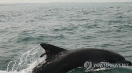 태산이와 복순이