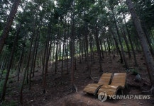  편백나무 아래서