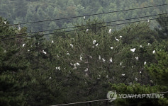 김해 수로왕비릉 소나무 숲에 백로 수백마리 둥지