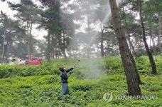 명품 소나무숲을 지켜라