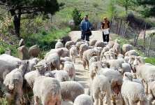 정선 양떼목장 개장…200마리까지 늘릴 계획