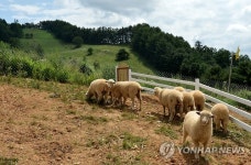 정선 양떼목장 개장