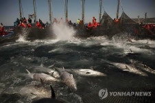 태풍 강타한 일본서 참치 1만마리 떼죽음…120억 피해