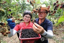 웰빙 식품 산청 블랙베리 수확