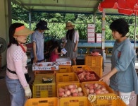 영덕복숭아 맛 보세요