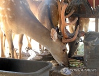 폭염엔 얼음과일이 최고