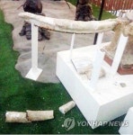 파손된 덕소자연사박물관 상아 화석