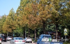 창원 상징 메타세쿼이아 가로수 응애로 몸살