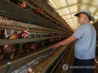 폭염속 닭 1만4천마리 잇따라 폐사…충북도 피해예방 나서