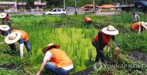 정화식물 심어 생활하수 유입 막아요