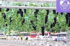 광화문 광장 포도넝쿨 정원