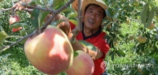 수확 앞둔 거창 사과