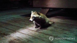 설악산 대피소 주변의 너구리