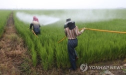  무더위에 풍년농사도 비상…병해충 방제