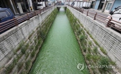 도심 생태하천 녹조라테