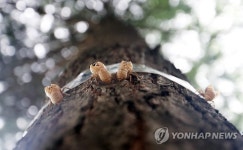 매미 유충 못오르게 하려고...