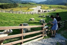  강원권: 천연 에어컨…대관령 힐링여행