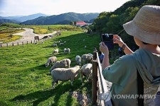  강원권: 천연 에어컨…대관령 힐링여행