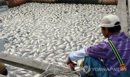 거제 양식장 33만여마리 폐사 신고…적조피해 시작(종합)