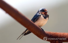 강남 갔다 돌아온 제비…흑산도 제비 급증