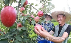 추석 앞두고 함양 홍로사과 수확
