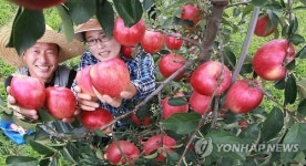 추석 앞두고 함양사과 수확 한창