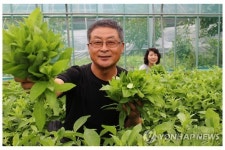 <카메라뉴스> 장수 채소 명월초 수확 한창