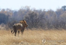 세실 살던 황게국립공원서 사자 공격으로 여행가이드 사망