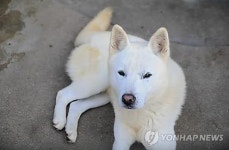 < SNS돋보기> 일반개 진도 출입 허용에 진돗개 멸종될라