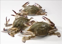 대형마트, 가을 꽃게 전쟁…추가 가격인하