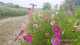 고향에 온 듯…천등산 고구마 축제장
