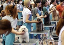 심사중인 애견들…애견 미용 콘테스트