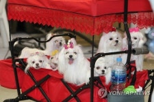 나도 끼워줘…서울 국제 도그쇼