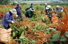 태풍 피해 농가 돕는 정선군청 공무원들