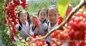 거창 아이들 오미자 따기 체험