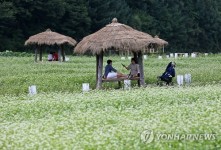 봉평은 지금 메밀꽃 필 무렵