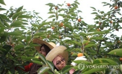 가을처럼 무르익어가는 감