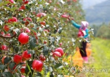 <여행풍경>붉디 붉은 이슬, 홍로(紅露)사과 수확 한창