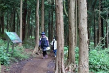 숯모르편백숲길의 편백나무 숲