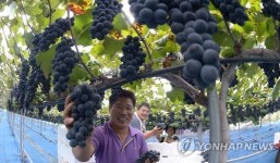 거창 농민들 포도 수확