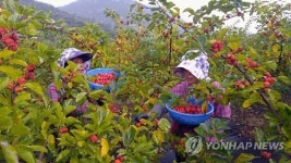 <카메라뉴스> 탐스런 꾸지뽕 수확하는 아낙
