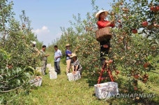 북한 신의주 새품종 사과재배