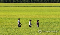 <카메라뉴스> 황금빛으로 물든 가을 들녘