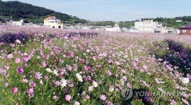 영광 법성포 뉴타운 코스모스 만발