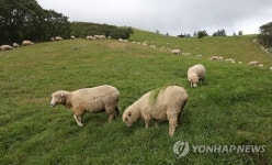 푸른 초원의 양떼