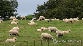 양떼목장의 가을