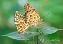 암끝검은표범나비의 사랑