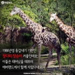 <카드뉴스> 세월 참 빠르구려 잉꼬 기린 부부