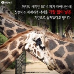  세월 참 빠르구려 잉꼬 기린 부부