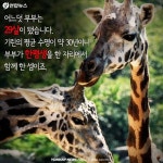 <카드뉴스> 세월 참 빠르구려 잉꼬 기린 부부